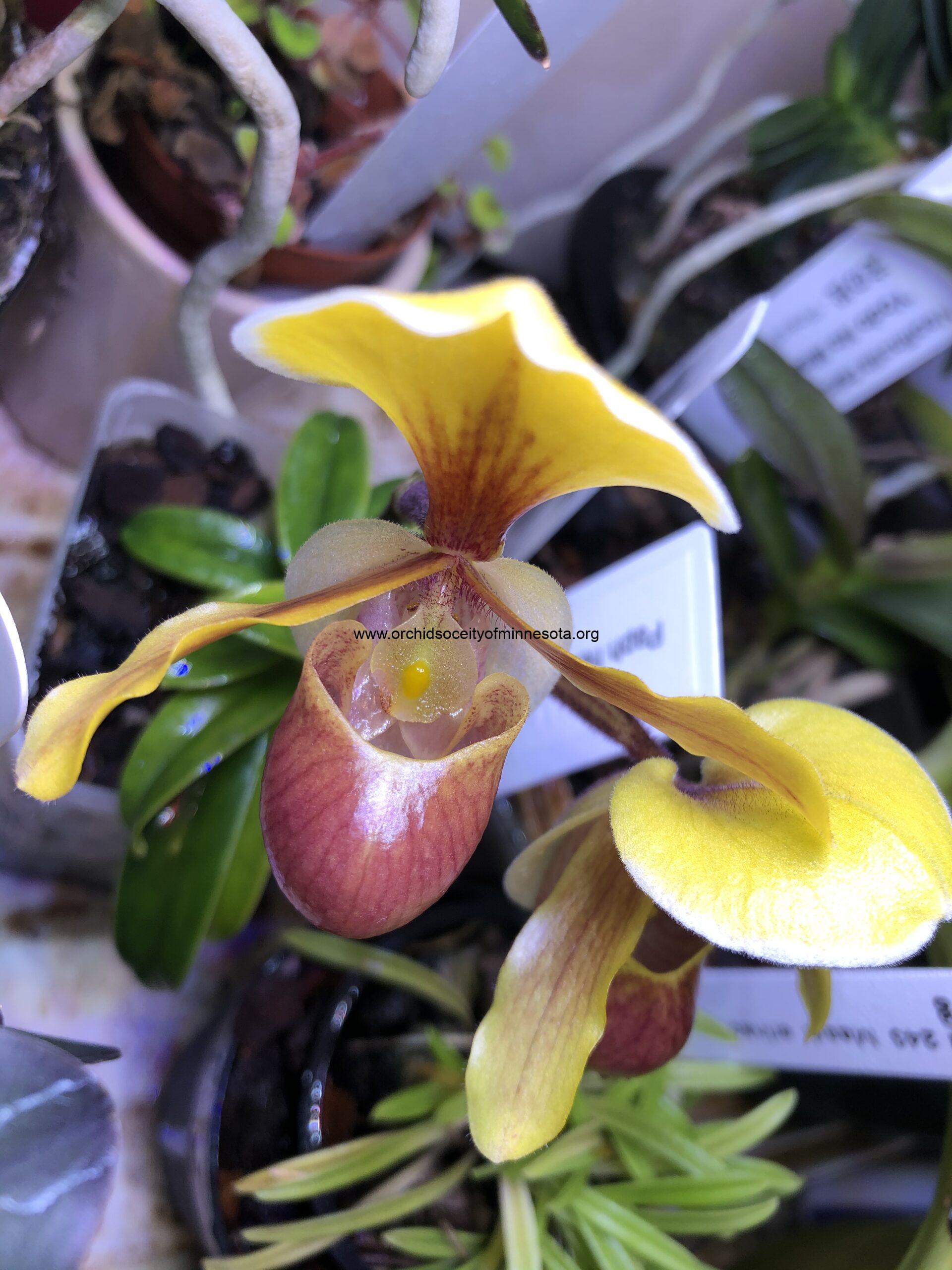 Membership Orchid society of Minnesota