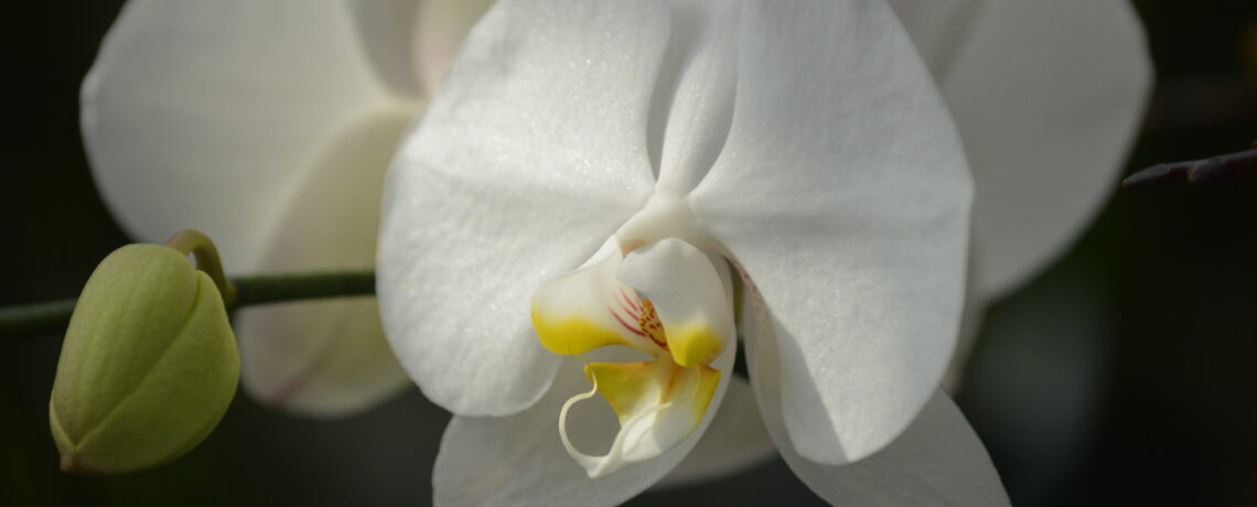 Why Did My Purple Orchid Turn White When It Bloomed Again?