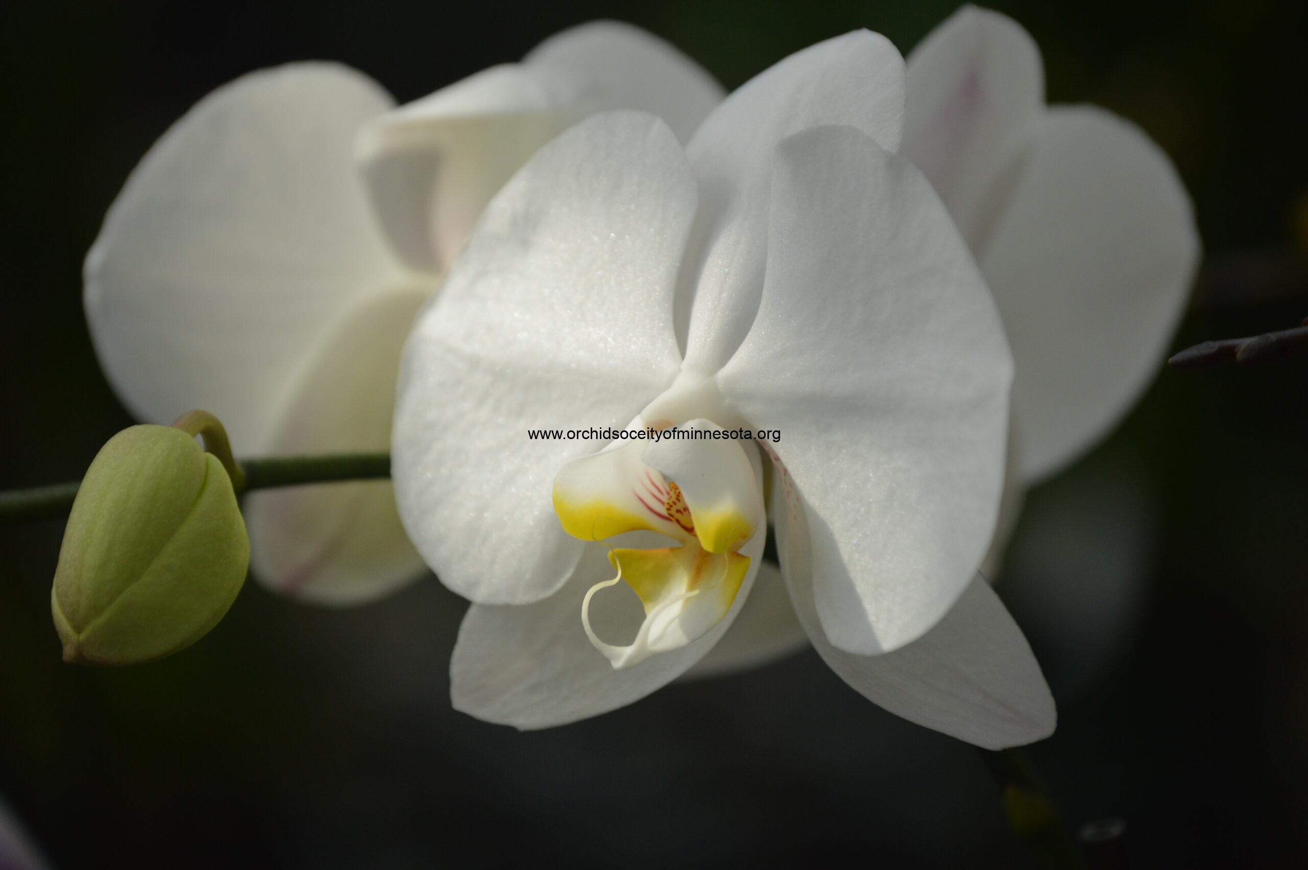 why did my messenger turn purple why did my messenger turn purple